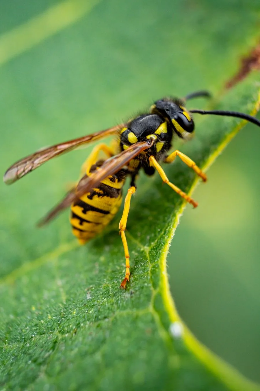 Close-up of a yellow jacket, bright yellow and black with a smooth body