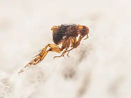 Flea & Tick Control