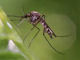 Mosquito Control