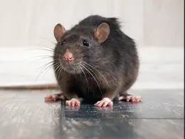 Rodent Control