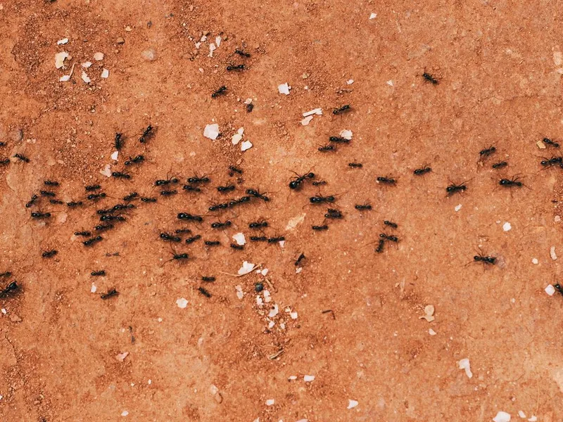 A trail of small dark ants running across a hard surface, the trailing behaviour that gives odorous house ants away in Snohomish County, WA homes