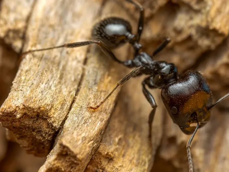 A large black ant on damaged wood, the kind of carpenter ant activity Pure Guard treats in Lake Stevens, WA crawl spaces and framing