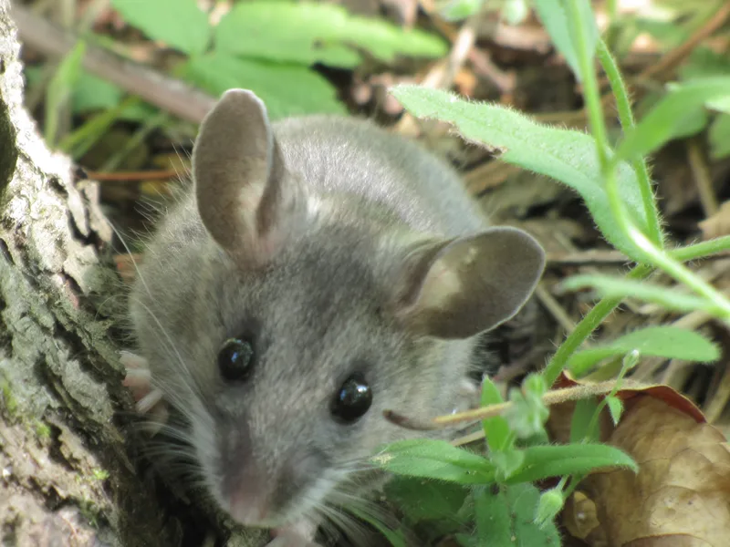 A deer mouse with its white underside and large ears, the hantavirus-carrying mouse Pure Guard finds in Snohomish County, WA garages and outbuildings