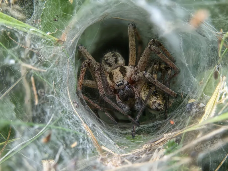 A funnel web with its spider waiting at the mouth of the tunnel, the low funnel webbing Pure Guard finds against foundations and in crawl spaces in Lake Stevens, WA