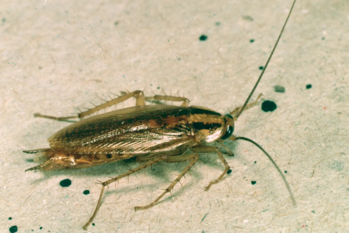 A German cockroach, light brown with two dark stripes behind the head, the cockroach Pure Guard treats in Snohomish County, WA kitchens and apartments