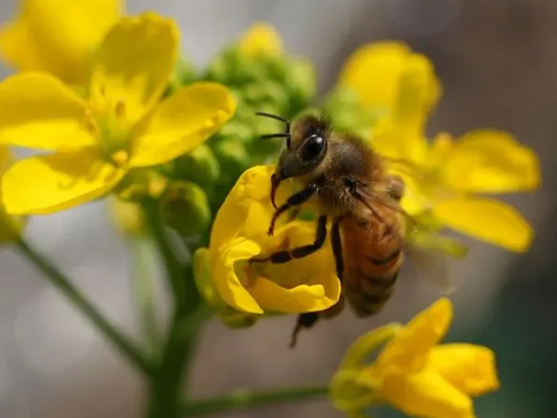 A honey bee on a yellow flower. Pure Guard does not kill honey bees and refers swarms and hives to a local beekeeper for live relocation