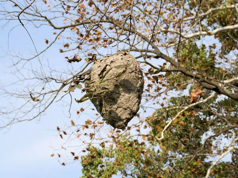 A large gray paper hornet nest hanging from a tree branch, the kind Pure Guard removes from trees and eaves in Snohomish County, WA