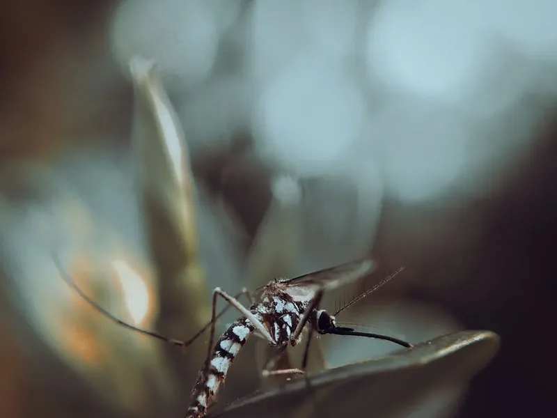 A common house mosquito resting on a plant at dusk, the mosquito Pure Guard treats for on Snohomish County, WA patios