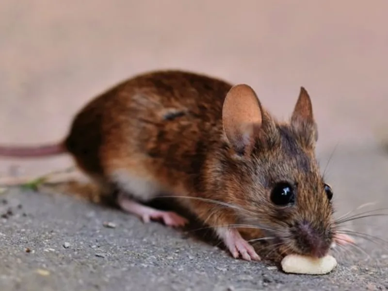 A small gray house mouse beside a wall, the mouse that needs only a quarter-inch gap to get into a Lake Stevens, WA home