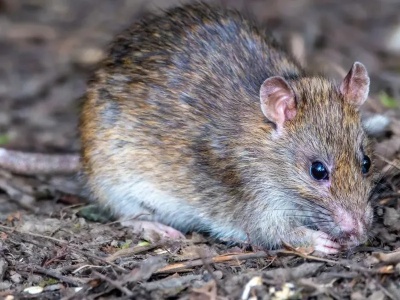 A heavy-set Norway rat at ground level on bare soil, the burrowing rat Pure Guard finds under sheds and along foundations in Snohomish County, WA