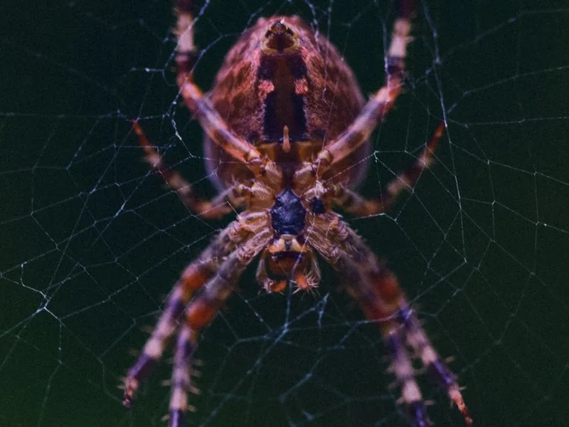 An orb-weaver spider sitting in the center of its wheel-shaped web, the webbing Pure Guard clears from walkways, eaves, and porch lights in Lake Stevens, WA