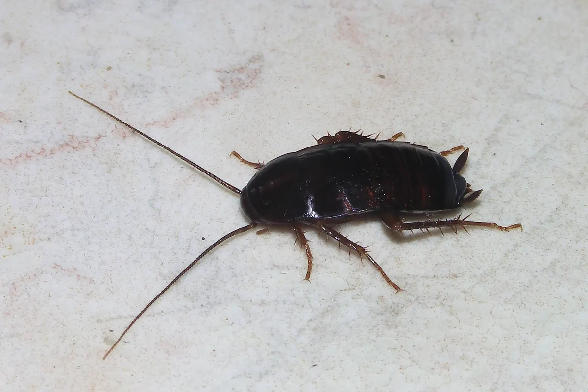 A female oriental cockroach, large, dark and shiny, the water bug Pure Guard finds in damp Snohomish County, WA crawl spaces and basements