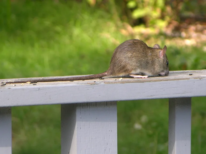 A roof rat walking along a deck railing, the sleek climbing rat that gets into attics and upper-story crawl spaces in Lake Stevens, WA