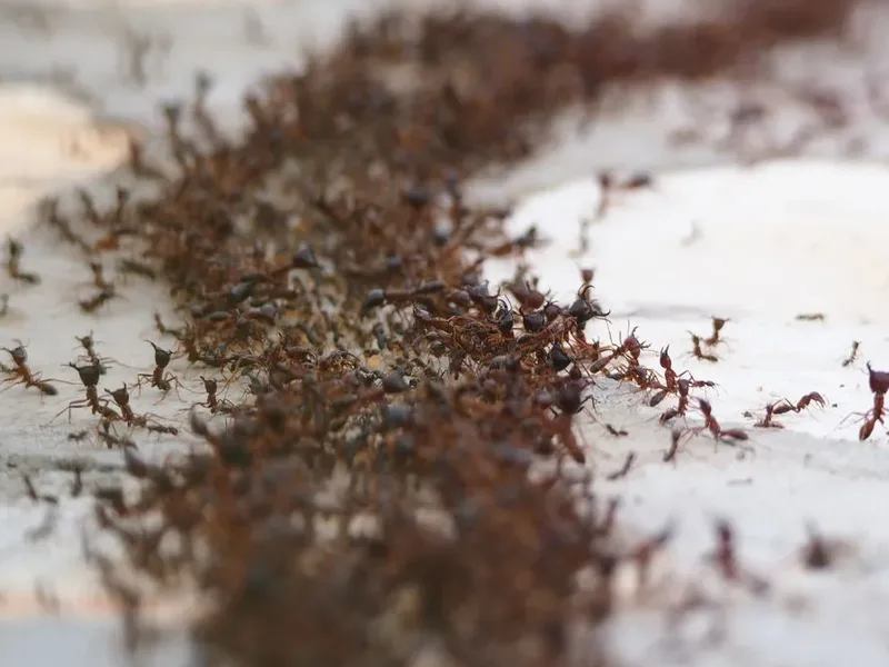 A dense trail of ants feeding, the sweet-feeding behaviour behind the catch-all PNW name sugar ants, treated by Pure Guard in Lake Stevens, WA