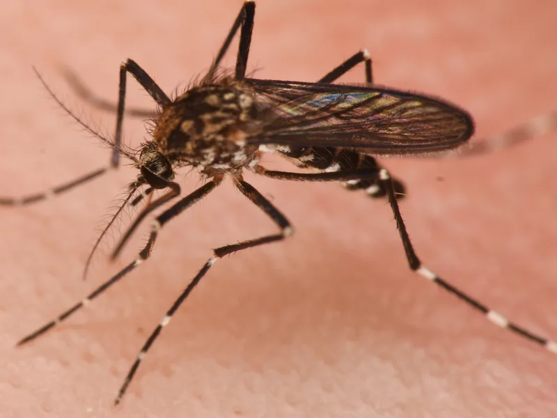 A Western treehole mosquito biting skin, the aggressive daytime biter found in wooded Woodinville and Lake Stevens, WA yards