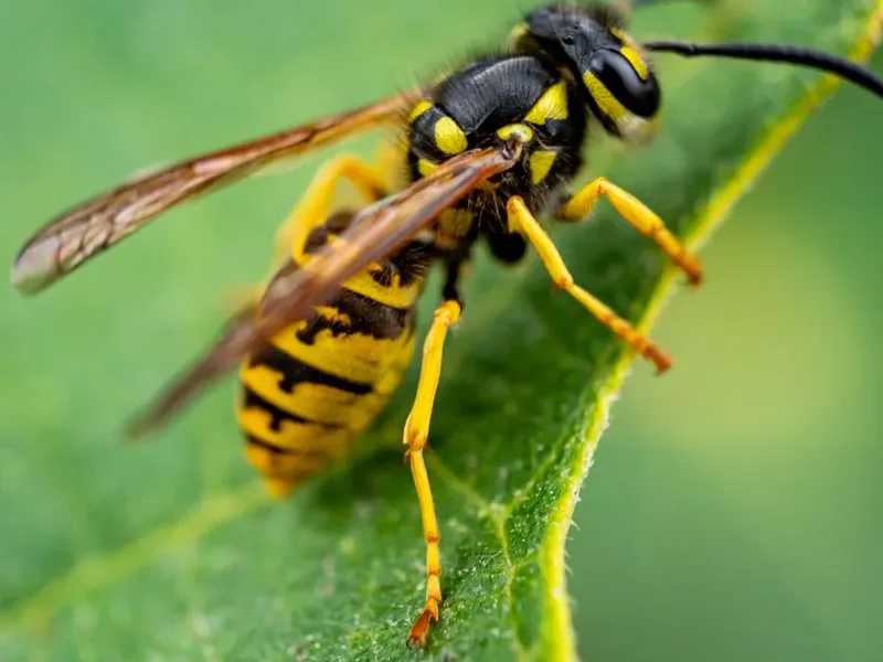 A yellow jacket, the aggressive black and yellow wasp that nests in wall voids and ground holes around Lake Stevens, WA homes